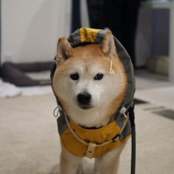 犬ですけど…散歩に行きたくないっ！