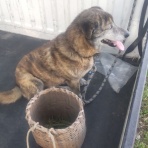 犬とぶどう園
