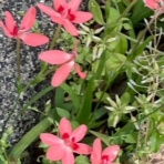 神崎みどり  OFFICIAL  BLOG