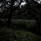 『投稿：6/5の横浜・四季の森公園のホタル　2025/06/11』の画像