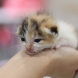 『ミルクボランティアの募集』の画像