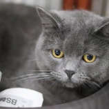 『【飼育用品貸与】猫の預かりボランティア募集』の画像