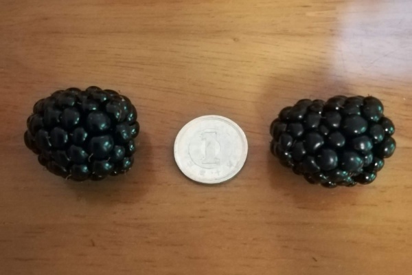 ブラックベリー7キロ＊ 61gXzlG353L._UF350,350_QL80_.jpg
