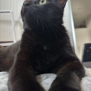 【猫写真】娘が撮った猫たちの写真