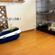 初対面のオトナ猫さま達の反応