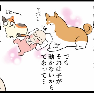 柴犬どんぐり三毛猫たんぽぽ