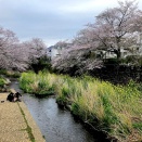 恩田川の桜、その後（旅人カメラの『リビング』取材メモ）