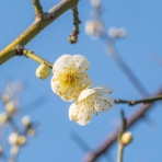 三田市周辺の身近な自然