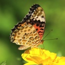 ヒョウモンチョウ
