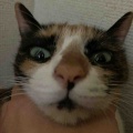 ドアップでナデナデ