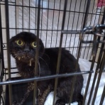 NPO犬猫みなしご救援隊・代表ブログ・みなしご庵へようこそ