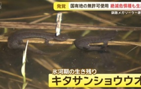 【大阪】日本エコロジー　釧路湿原の国有地を無許可使用→絶滅危惧種のキタサンショウウオが多数犠牲になる