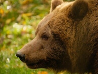 三毛別の熊の事件で葬儀中にヒグマが民家に入って来た理由