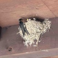 ツバメの赤ちゃん。
