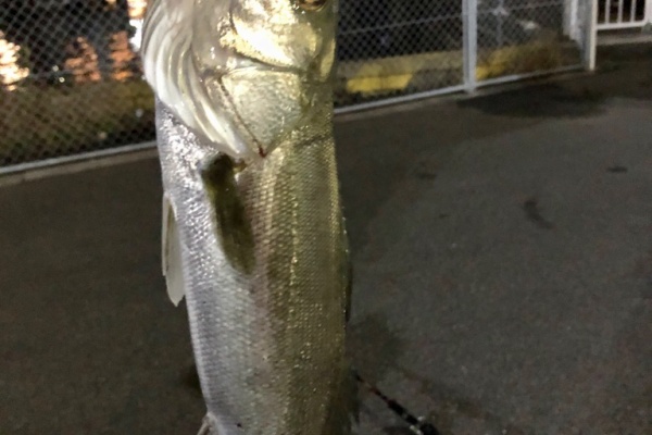 キタq Fishing Diary シーバス