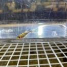 トゥッカーノテトラ