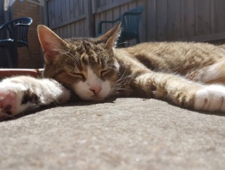 【ねこ科画像】ぐでーっ、ごろごろミケ？にゃん（管理人自信ない） ほか【再】