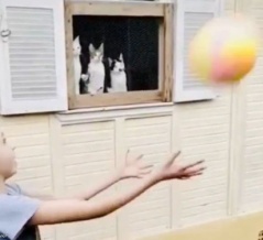 3匹でガン見…少女のボール遊びに完全に魅入られてしまった猫たち