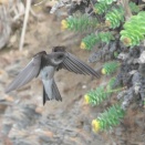 納沙布岬のショウドウツバメ Sand Martin