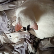 年々疲れやすくなってる気が…と、雀カラーの翼つくりました。
