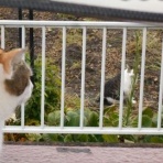 おっちゃんの気まぐれサラダ。