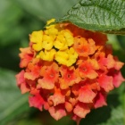 『LAOWA50マクロによる花とチョウ　2021/08/30』の画像