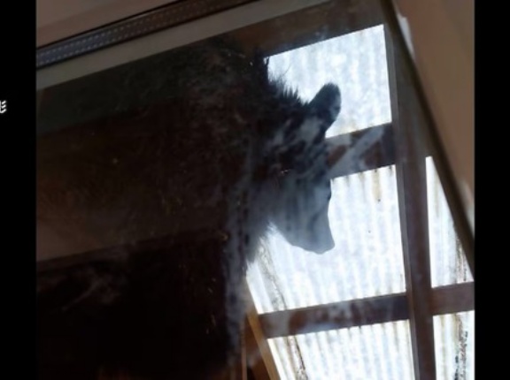 【福島・北塩原村 】冬眠しないクマ居座りか　住宅の車庫で緊急銃猟