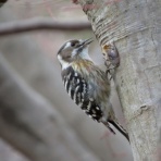 花鳥いろいろ 四季の野鳥
