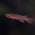 18月9日(金)熱帯魚入荷情報🐟