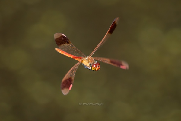 真懍@ハミクマオタク様　まとめ四点専用ページ ゆき on X: 