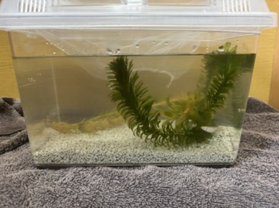 メダカを室内で飼うとか言ってた者だけど
