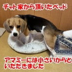 ガオだらけな日々　