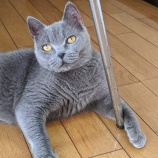 『猫との幸せな時間💤』の画像