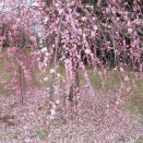 馬見丘陵公園の梅と河津桜