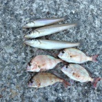 あつじぃーの投げ釣り一筋