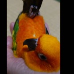 コではじまるインコ
