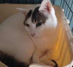 大暴れの給餌タイムから開放…されない。と、ピンクの鉱石つくりました。