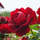 黒蝶　（くろちょう）