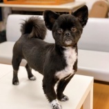 『【犬】アルくん（ペキニーズ×チワワ）家族が決まりました』の画像