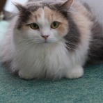 猫カフェ ねこまんまBlog