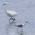2026年6月12日の野鳥公園