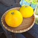 お待たせしました❗️アンセイカン届きました🍊