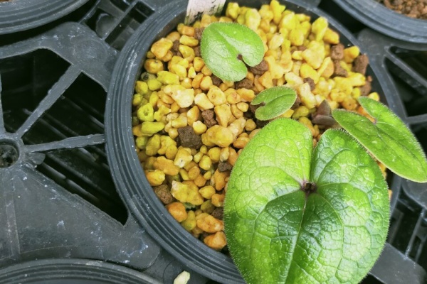 カンアオイに魅せられて！！ - 2024年03月