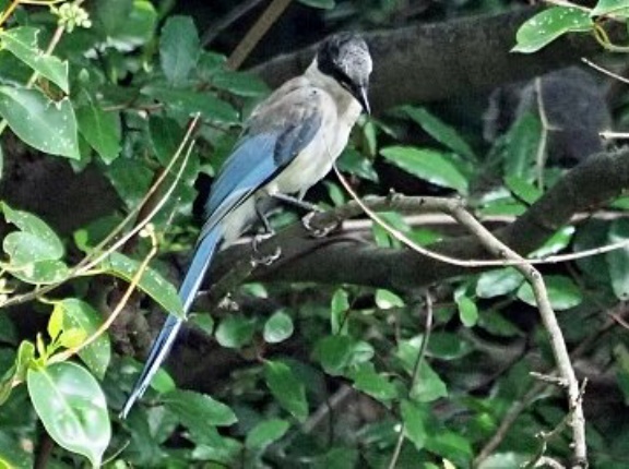 2025年9月21日の野鳥公園
