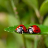 交尾後"メスに食べられちゃう"残念なオスたち9種類