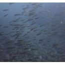 やや白っぽい水中。ベタ凪で最高のお天気！