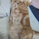 猫、かわいい…