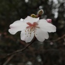 豆桜