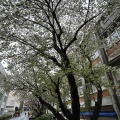 4/12(土) タッチフット大会