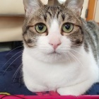 『強いぞ、ほくレンジャー！No.1』の画像